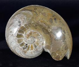 Ammoniten - Sonstige Marokko - Manticoceras cf. intumescens (BEYRICH 1887)